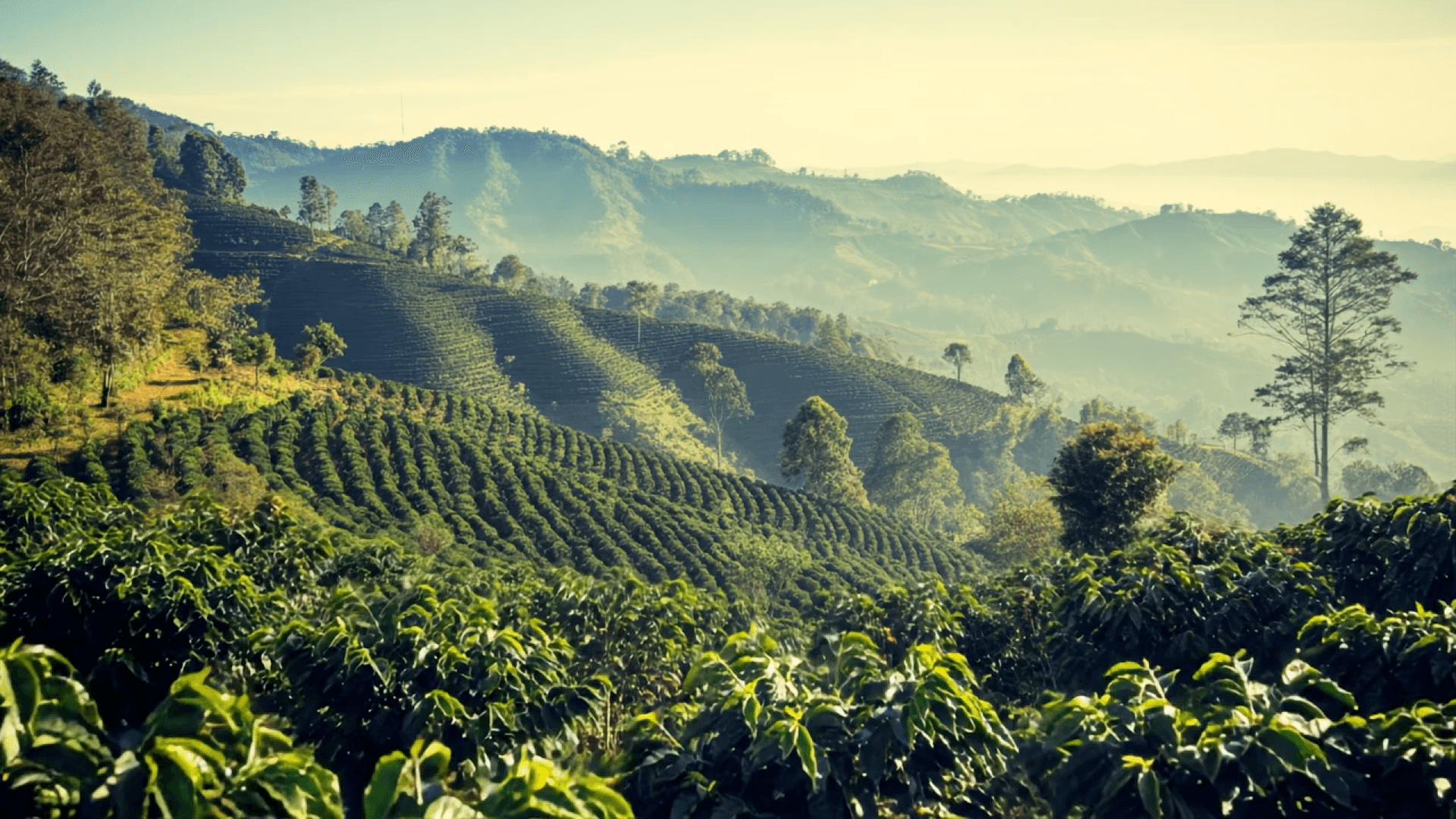 Colombian coffee farm