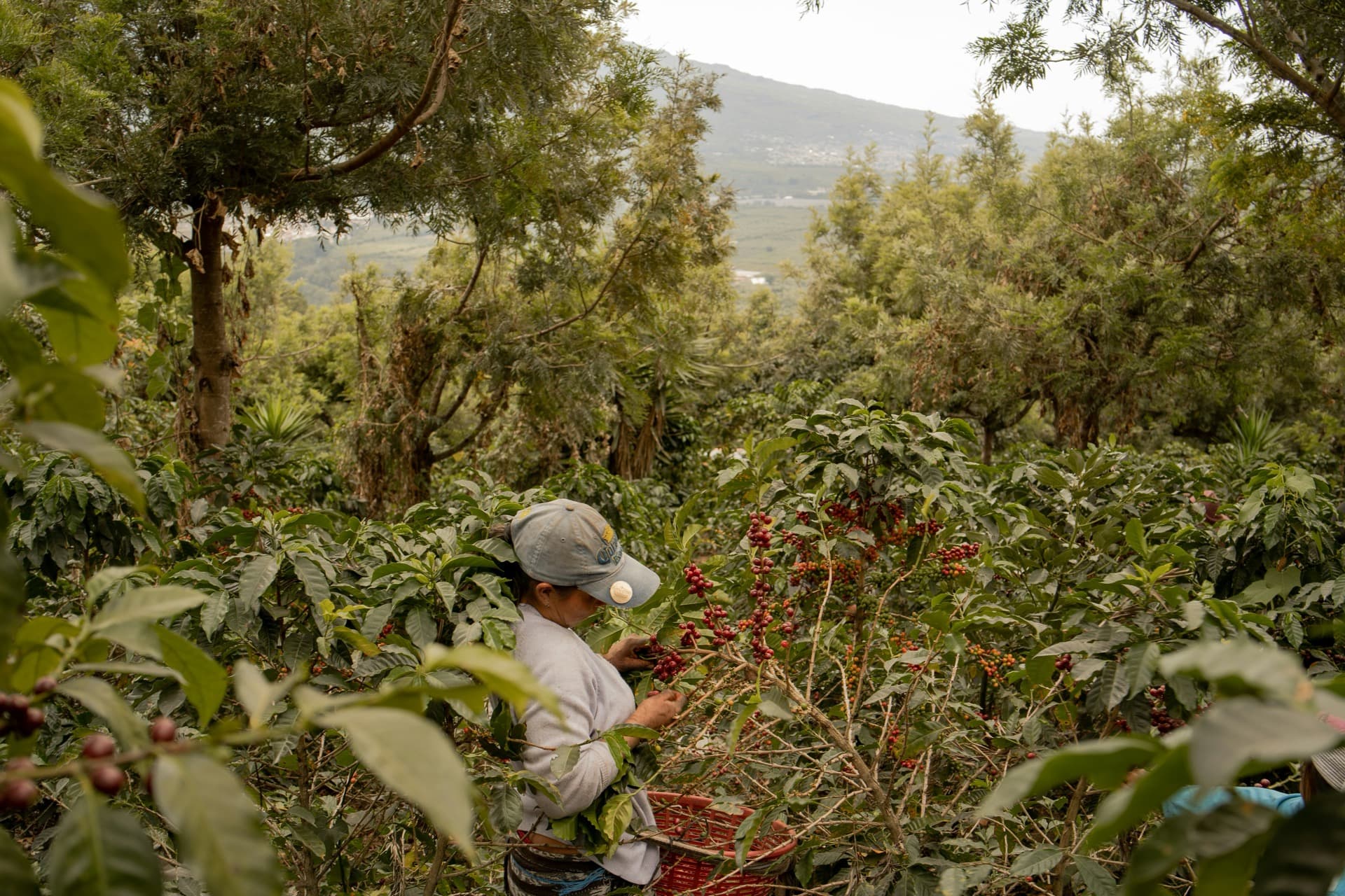 Colombian coffee farm